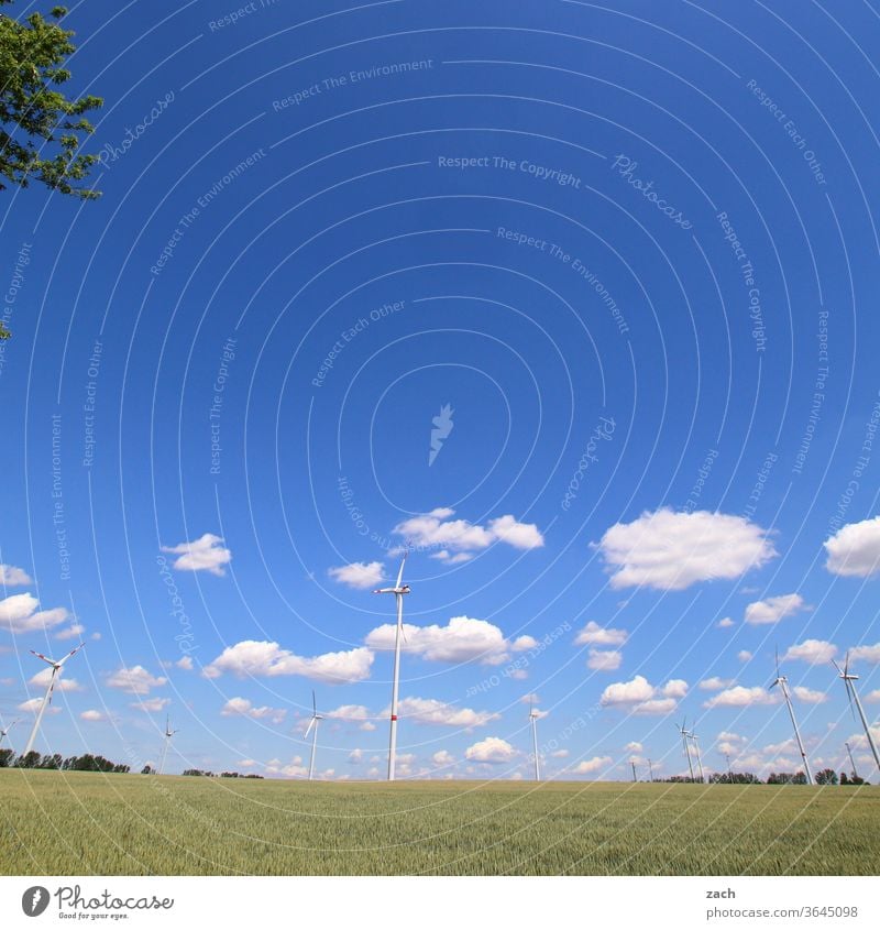 7 Tage durch Brandenburg - Ende Gelände Feld Ackerbau Landwirtschaft Gerste Gerstenfeld Getreide Getreidefeld Weizen Weizenfeld gelb blau Himmel Wolken Kornfeld