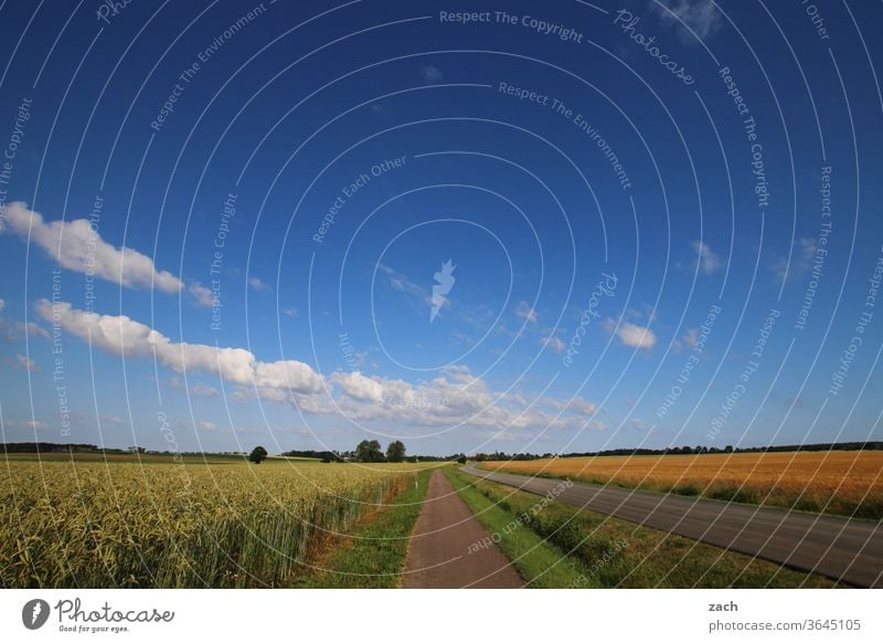 7 Tage durch Brandenburg - 10 Meter Feldweg Ackerbau Landwirtschaft Gerste Gerstenfeld Getreide Getreidefeld Weizen Weizenfeld gelb blau Himmel Wolken Kornfeld