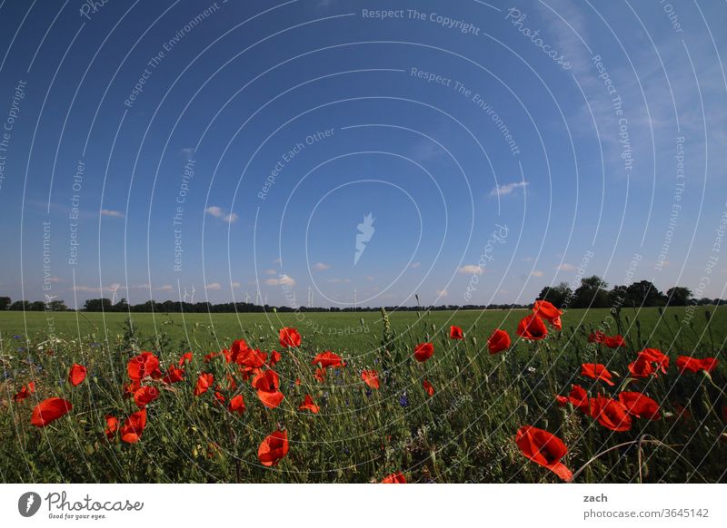 7 Tage durch Brandenburg - Manic Mohnday Feld Ackerbau Landwirtschaft Gerste Gerstenfeld Getreide Getreidefeld Weizen Weizenfeld gelb blau Himmel Wolken