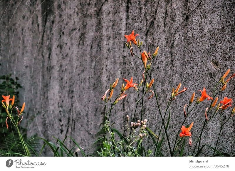 Orange Lilien vor trister Wand. Lilium bulbiferum vor Kunststein Liliengewächse Lilienblüte orange grau Beton Kontrast Blüte Blume Pflanze Natur Farbfoto schön