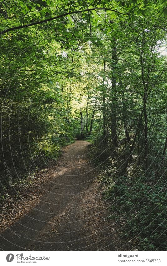 "Ich fürchte mich im Wald!" "Ich auch, und ich muss nachher auch noch alleine zurück." Sommerlich grüner Waldweg mit  den langen Schatten der Bäume, hervorgerufen durch die tief stehende, untergehende Sonne.