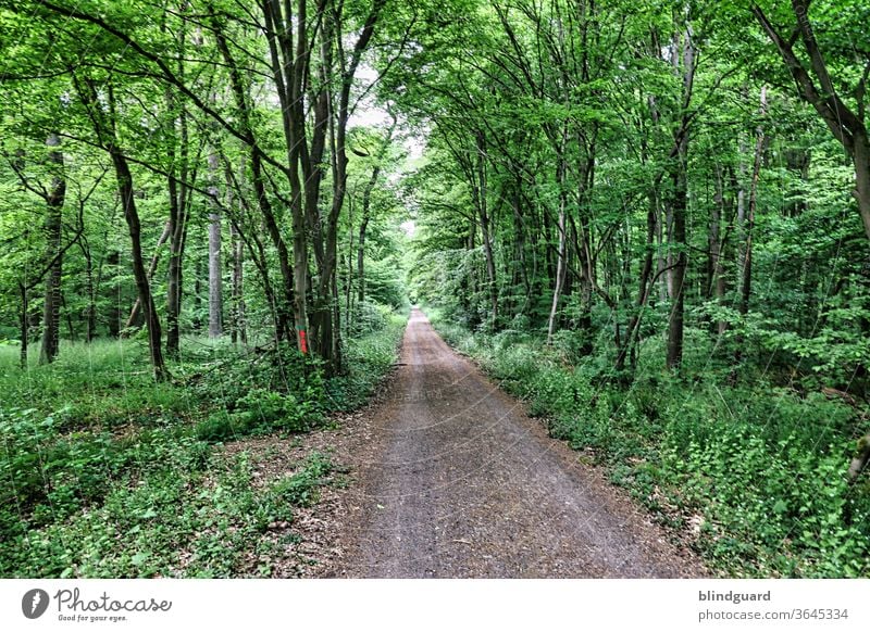 Im deutschen Wald herrscht Ordnung, da laufen Wege schnurgeradeaus ... Ein Waldweg - doch bald ist der Wald weg Natur Kies Farbfoto grün Außenaufnahme Umwelt