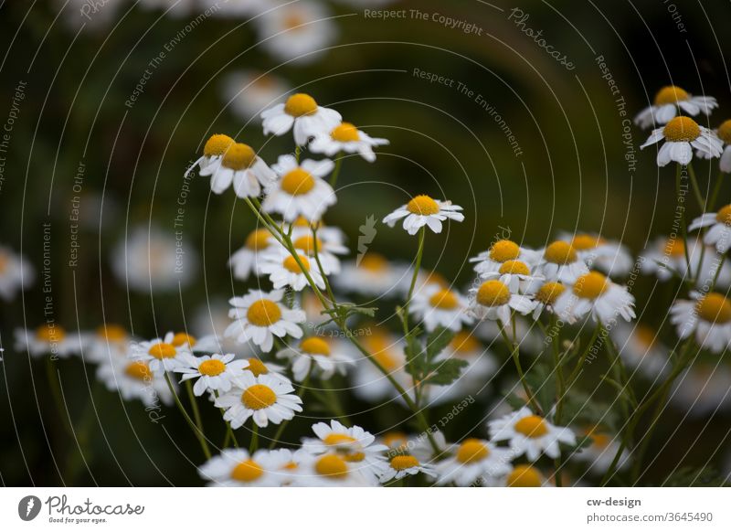 Kamille im Garten Gänseblümchen Blume Sommer Frühling weiß Blütenblatt Natur Pflanze geblümt Hintergrund Korbblütengewächs frisch romantisch schön gelb