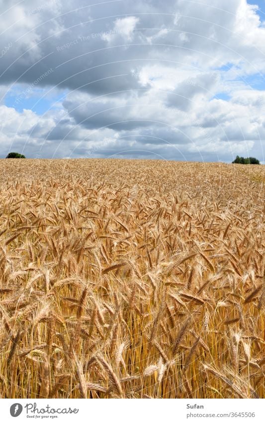 Getreidefeld Feld Gerstenfeld Sommer Sommertag Himmel wolkenlandschaft gelb blau-grau Horizontlinie Ernte Körner Ähren Stroh Sonnenlicht Landwirtschaft