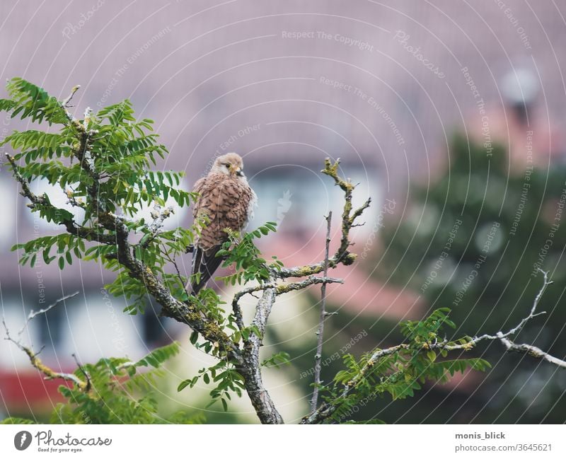 Turmfalke auf Beutesuche Vogel Tier Falken Außenaufnahme Natur Farbfoto Tag natürlich Greifvogel Feder Jagd Schnabel Ornithologie Stolz braun beobachten Auge