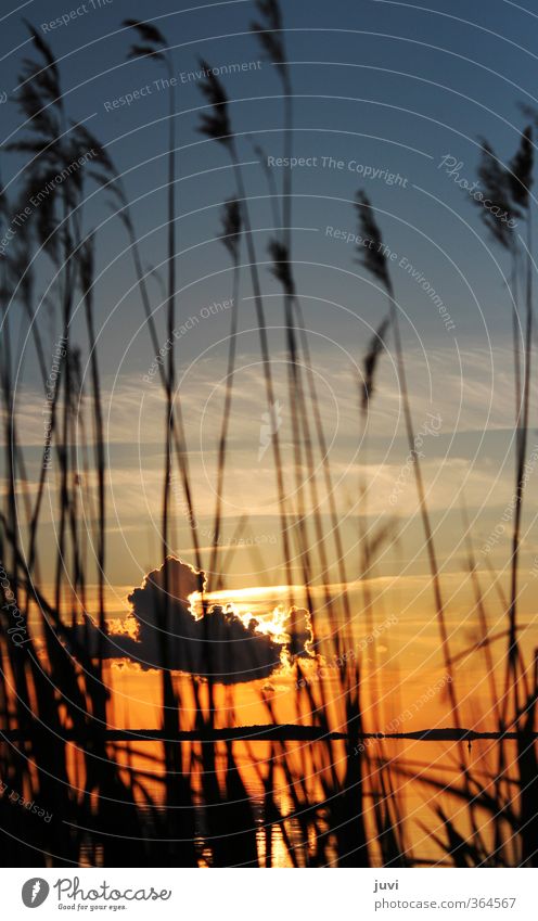 The Sunset Behind ... Natur Pflanze Wasser Himmel Wolken Sonne Sonnenaufgang Sonnenuntergang Gras orange schwarz Stimmung Warmherzigkeit ruhig Idylle Usedom