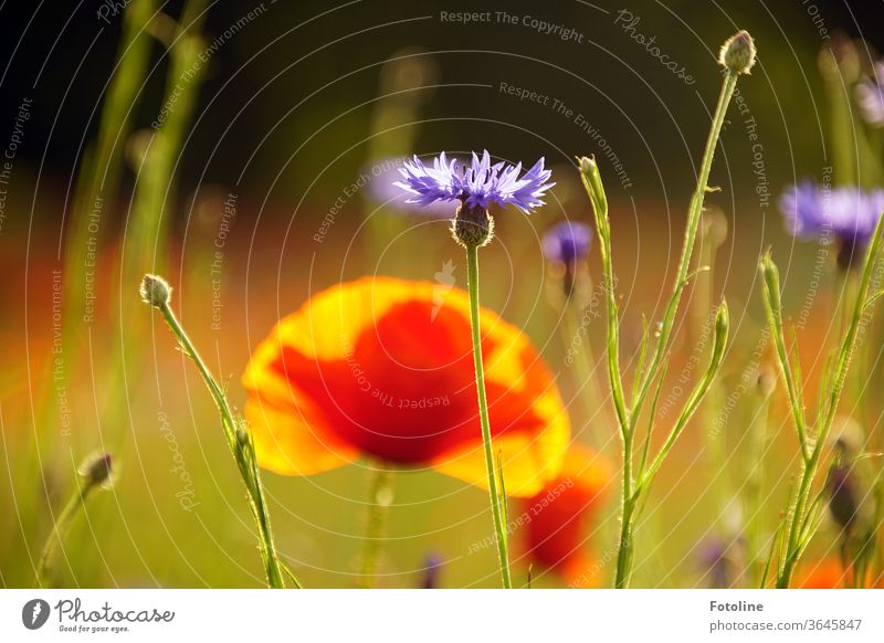 Ach mensch, heute ist doch Mo(h)ntag! - oder eine Monhblume versteckt sich schüchtern hinter Kornblumen. Hilft nur nichts. Sie leuchtet einfach zu schön.