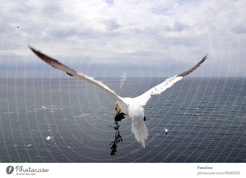 Wo war noch mal mein Landeplatz? - oder ein Basstölpel, der Nistmaterial gefunden hat, mit dem er seine Liebste  beeindrucken möchte. Vogel Natur Tier Farbfoto