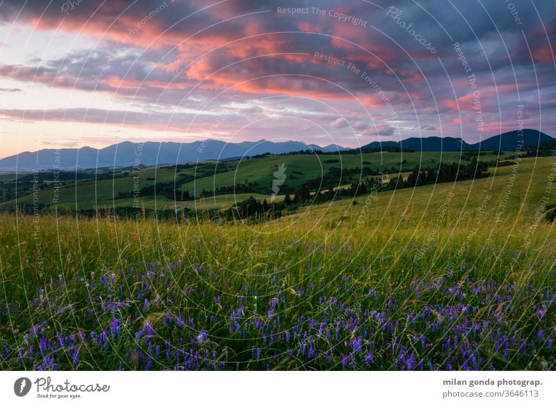 Ländliche Landschaft der Region Turiec in der Nordslowakei. Slowakische Republik ländlich Weiden Sommer Ackerbau Natur Hügellandschaft Wiese Blumen