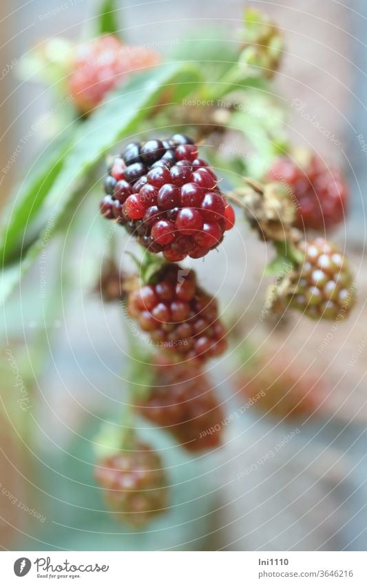 hängende noch unreife Brombeeren am Strauch Beeren Waldfrüchte gesund lecker Rosengewächse Vitaminspender Dornen Kletterpflanze Reifestadium schwarz bordeaux