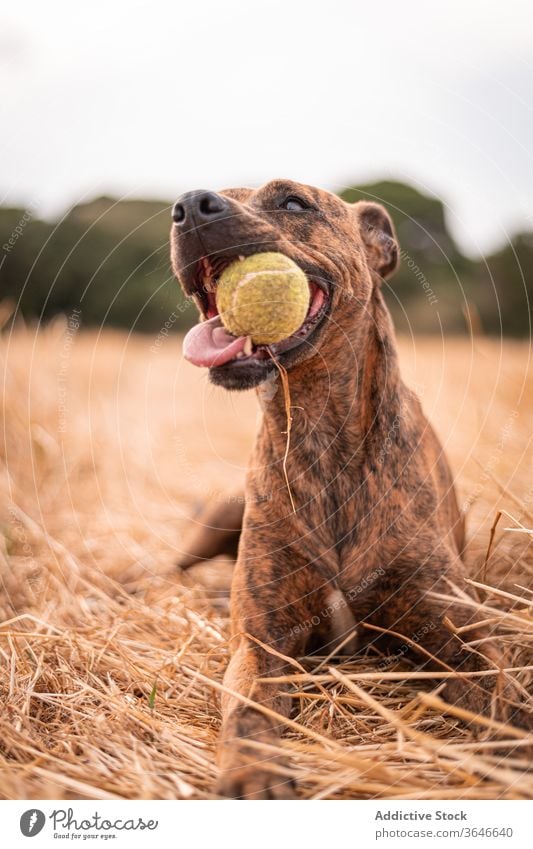 Liebenswerter Hund auf goldenem Gras liegend mit Ball im Maul ruhen Thailändischer Ridgeback Reinrassig Eckzahn ausspannen Haustier Harmonie Landschaft Herbst