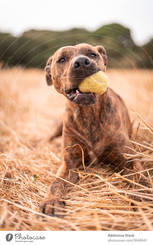 Liebenswerter Hund auf goldenem Gras liegend mit Ball im Maul ruhen Thailändischer Ridgeback Reinrassig Eckzahn ausspannen Haustier Harmonie Landschaft Herbst