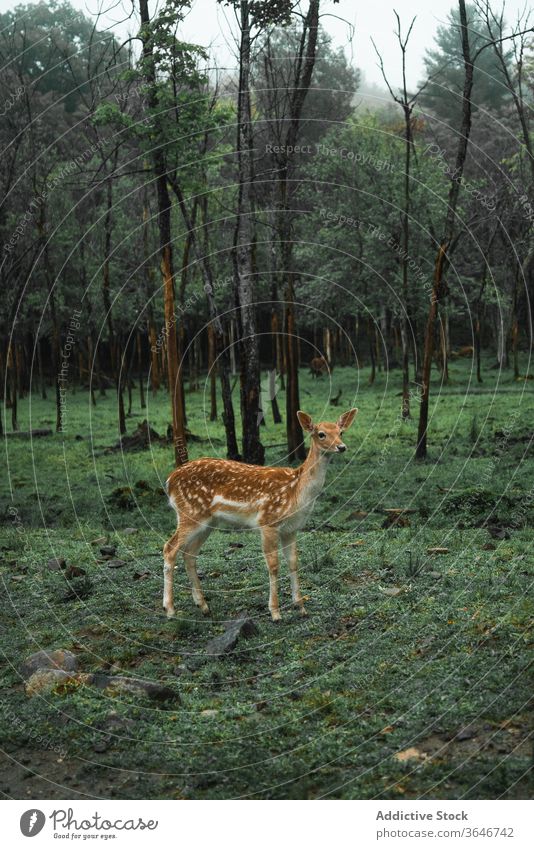 Weiblicher gefleckter Hirsch im Wald Fleck Hirsche weiden Weide Tier chital Lebensraum Frau Wälder grün Natur Umwelt wolkig wild Fauna Säugetier Park malerisch