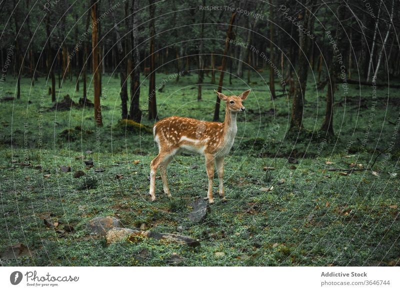 Weiblicher gefleckter Hirsch im Wald Fleck Hirsche weiden Weide Tier chital Lebensraum Frau Wälder grün Natur Umwelt wolkig wild Fauna Säugetier Park malerisch