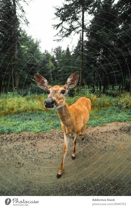 Weibliche Hirsche weiden im Wald Frau jung Weide wild bedeckt Tier Säugetier nadelhaltig Immergrün Umwelt Wiese Sand Straße nass Gras Natur wolkig malerisch