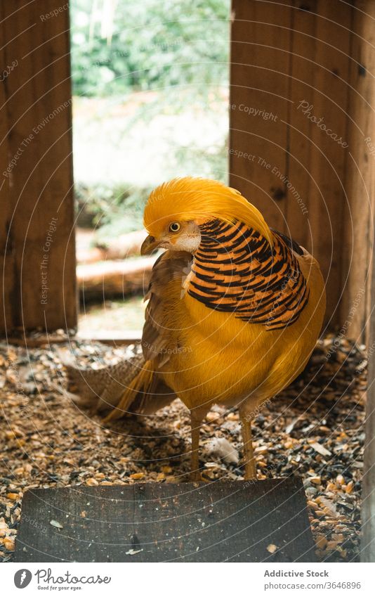 Goldfasan im Vogelpark Fasan männlich pulsierend lebhaft Farbe Gefieder hölzern Käfig hell stehen Natur Feder wild Tierwelt Ornithologie ruhig Umwelt gelb Fauna