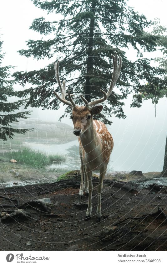 Chitalhirsche weiden in nebligem Wald Fleck Hirsche Nebel Weide wild Morgen Tier chital Lebensraum männlich Hupe Geweih Wälder grün Natur Umwelt wolkig Fauna