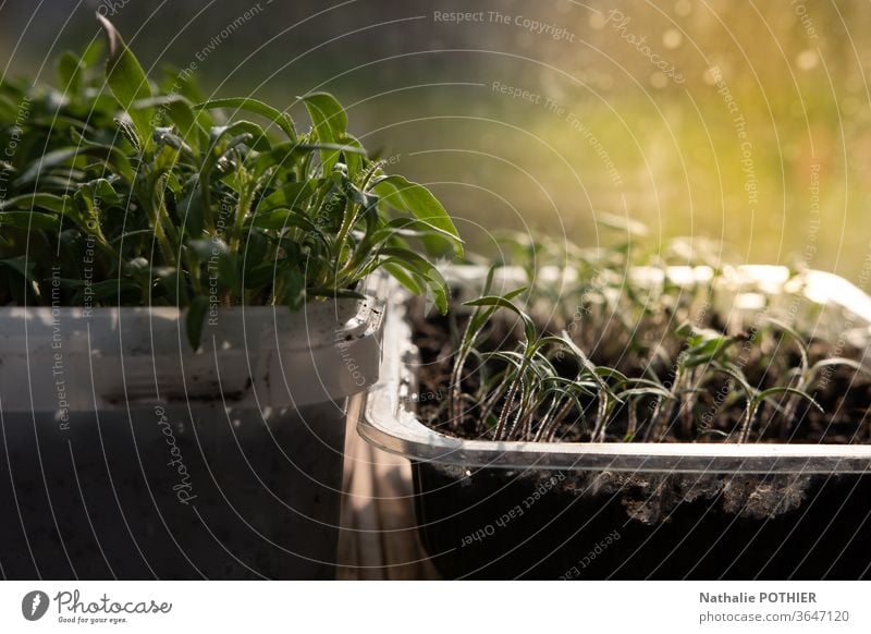 Aussaat im Herbst oder Frühjahr Frühling Schonung Natur grün Farbfoto Ackerbau Pflanze Garten Wachstum Nahaufnahme Bauernhof Nutzpflanze Umwelt