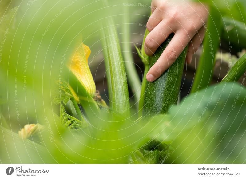 Junge Frau erntet frische Zucchini aus dem Garten Gemüse Lebensmittel Zucchinipflanze Zucchiniblüte ernährung ernten essen natur garten bio hobby Eigenanbau