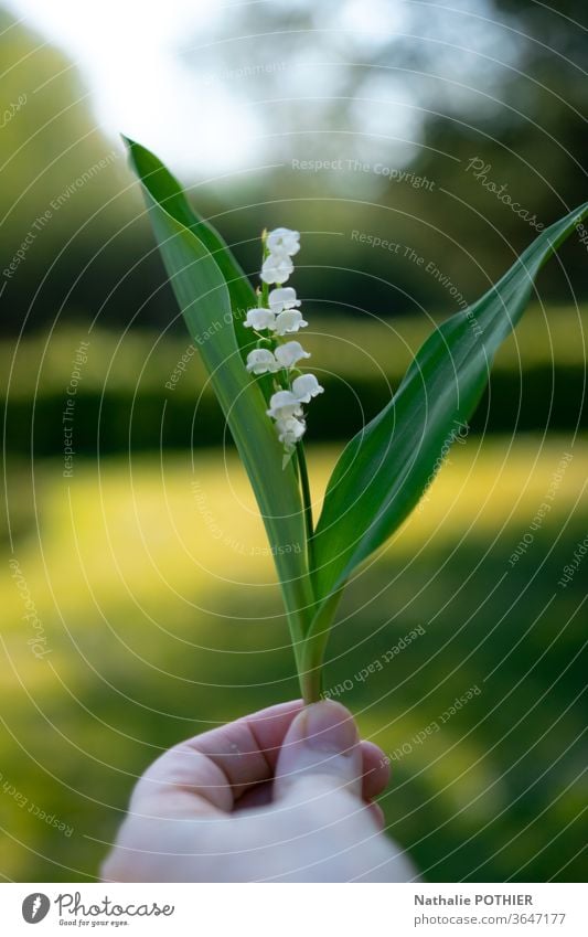 Maiglöckchen des Tals Blume Frühling Glocken Farbfoto Garten grün Natur Blüte Nahaufnahme Makroaufnahme Pflanze Lilien Außenaufnahme 1. Mai