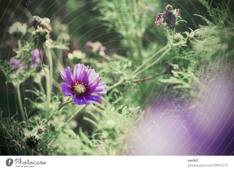 Cosmisches Leuchten Umwelt Natur Landschaft Pflanze Sommer Blüte Sträucher Blume Schönes Wetter Blütenblatt Schmuckkörbchen Garten Wiese Wachstum leuchten