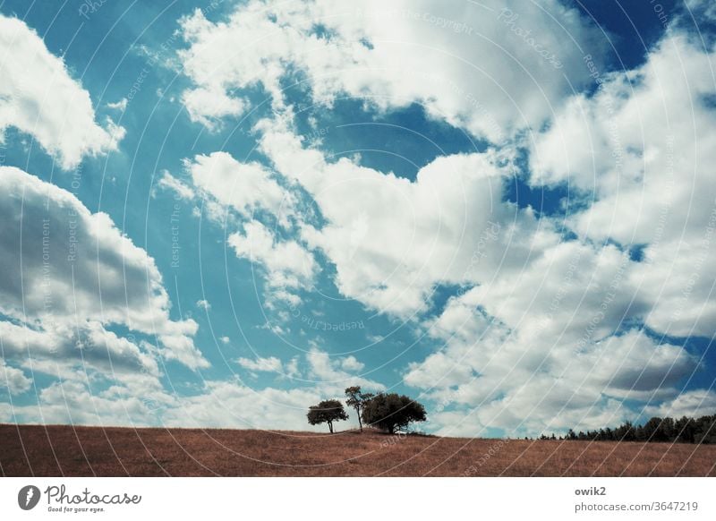 Baumgroup Landschaft Horizont im Freien Zusammensein Baumgruppe Wäldchen Außenaufnahme Tag Panorama (Aussicht) Idylle Schönes Wetter Pflanze Natur Umwelt