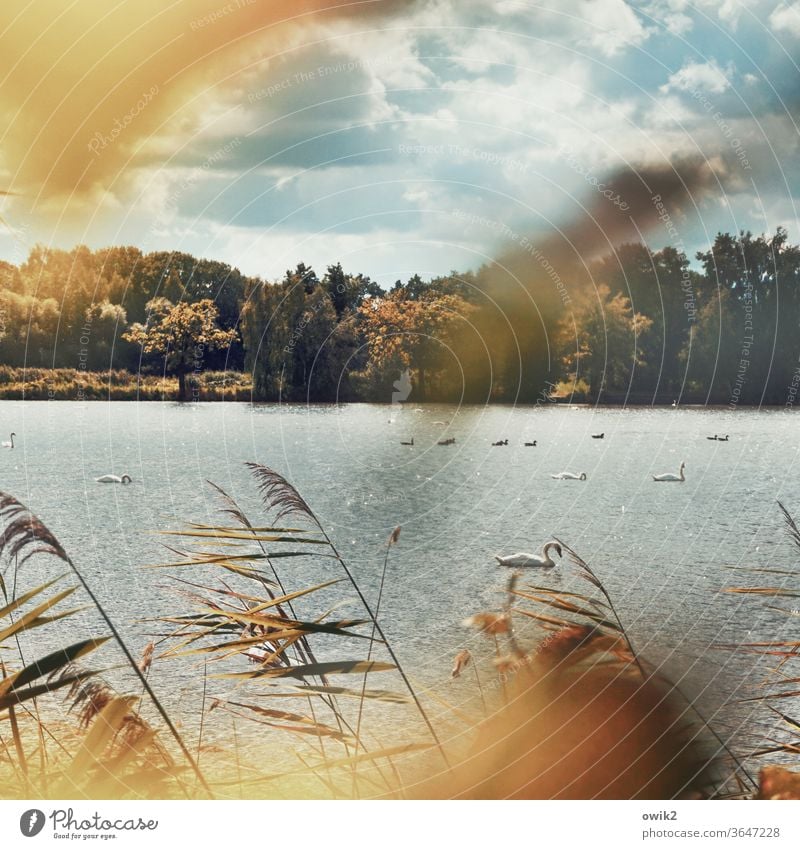 Sich treiben lassen Schwan See draußen verträumt Blätter windstill geheimnisvoll Bäume Wasser Wasseroberfläche Panorama (Aussicht) leicht bewölkt Totale