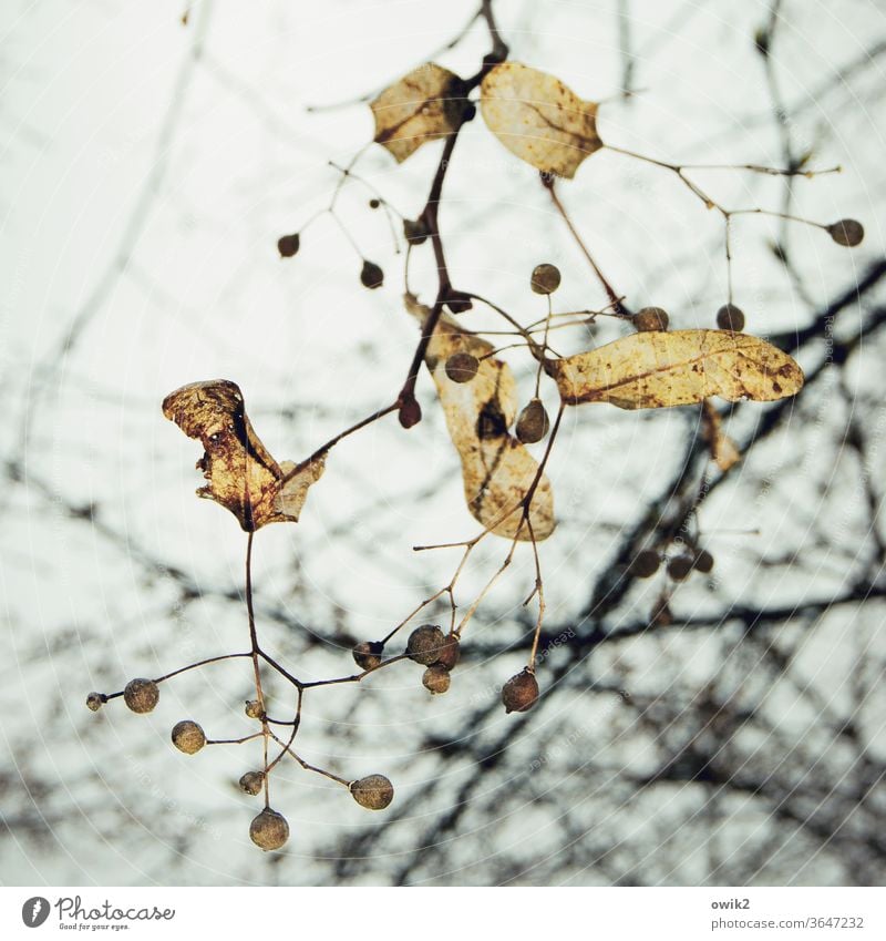 Endstadium Herbst Baum Zweige Himmel alt Außenaufnahme Menschenleer Zweige u. Äste karg natürlich Samen Samenkapsel Farbfoto Natur Tag Blatt Umwelt Pflanze