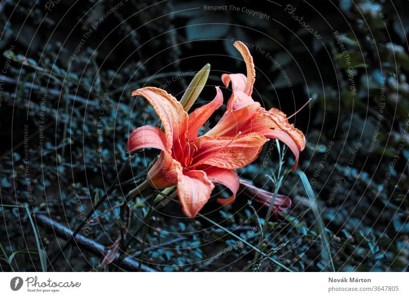 Schöne Orangenblüten blühen Blume Blumen Natur Garten Gärten orange Pflanze grün Grün Blätter Blatt tagsüber Tageslicht schön farbenfroh Farbe sonnig Wiese