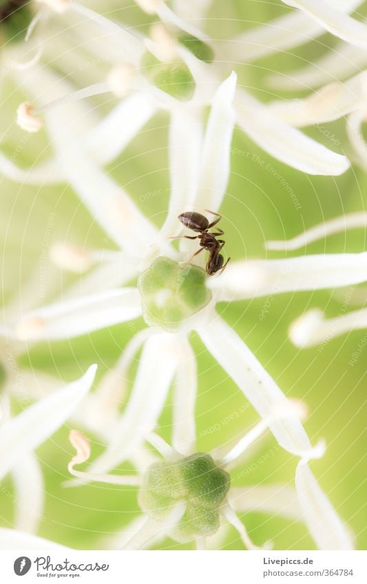 ...ich will da rein Umwelt Natur Pflanze Sonnenlicht Frühling Blume Blatt Blüte Nutzpflanze Garten Park Tier Wildtier Ameise 1 Blühend Duft glänzend krabbeln