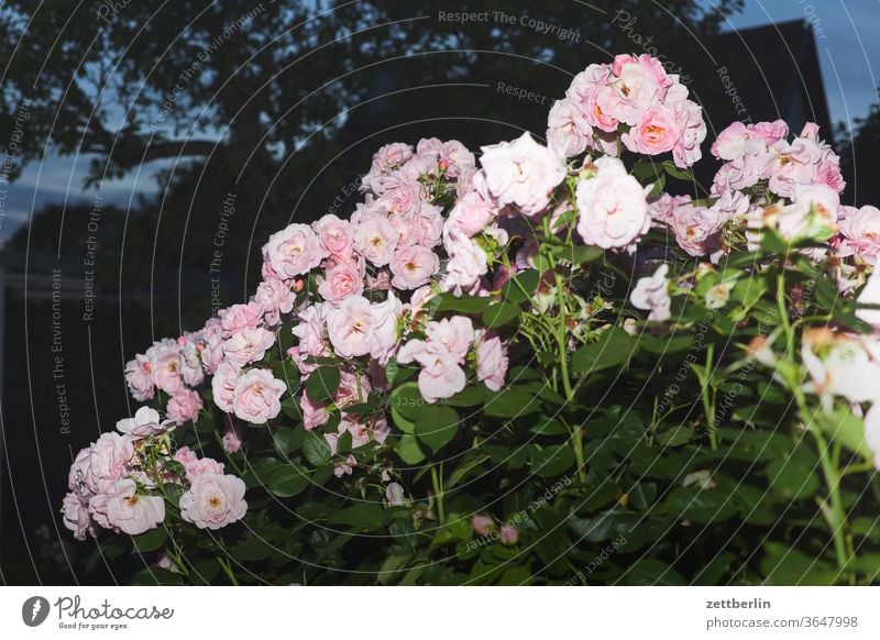 Rosen rose abend rosenblüte blitz blitzlicht blume blühen dunkel erholung ferien garten blütenblatt kleingarten kleingartenkolonie menschenleer nacht natur