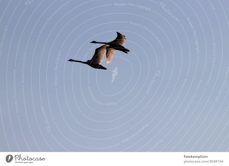 zwei nebeneinander fliegende Schwäne Schwan Flug Flügel Vogel elegant rückflug ästhetisch am himmel Himmel Silhouette Feder Sehnsucht sehnsuchtsvoll Freiheit