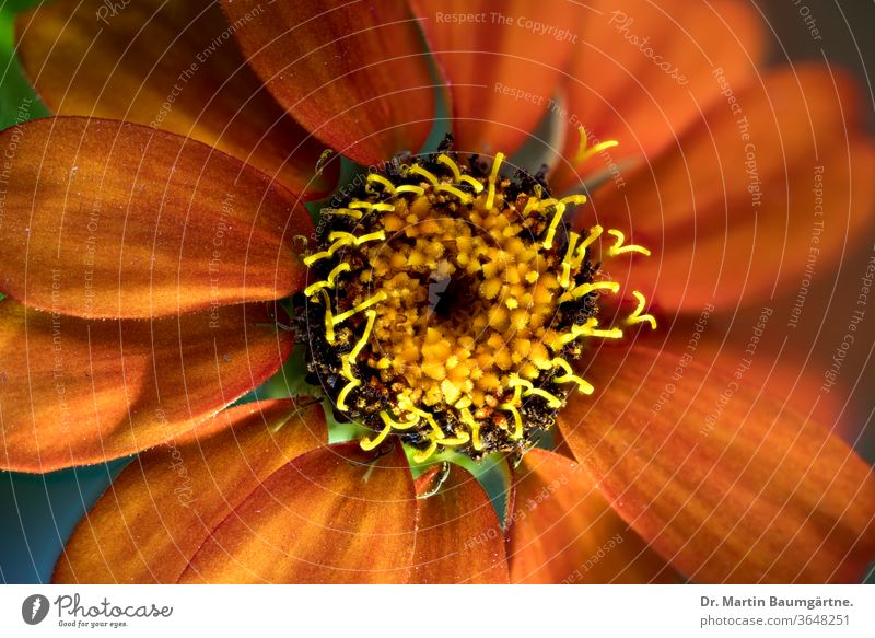 Zinnia-Hybride, orangefarbene Sorte, Mitte des Blütenkopfes Stamm Kulturvarietät Blume Auswahl Detailaufnahme Verbundwerkstoffe Asteraceae