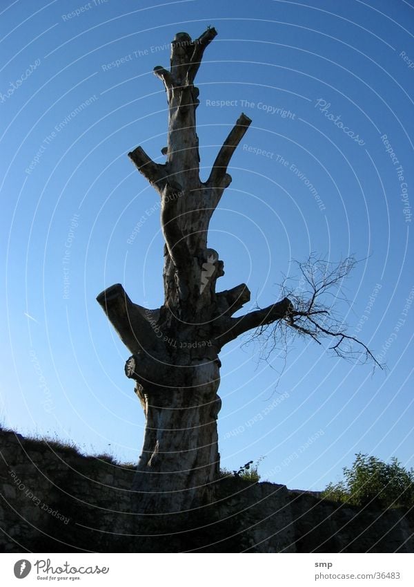 Toter Baum Gegenlicht blauer hintergrund