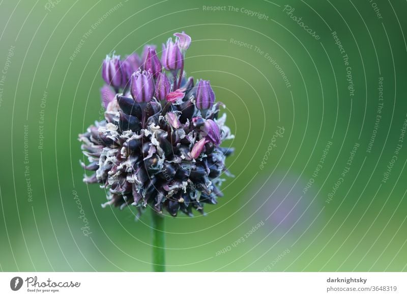 Lavendel Blüte mit ruhigem Hintergrund Makroaufnahme Nutzpflanze natürlich Frühling Menschenleer beruhigend Unschärfe Schwache Tiefenschärfe Umwelt lavendar