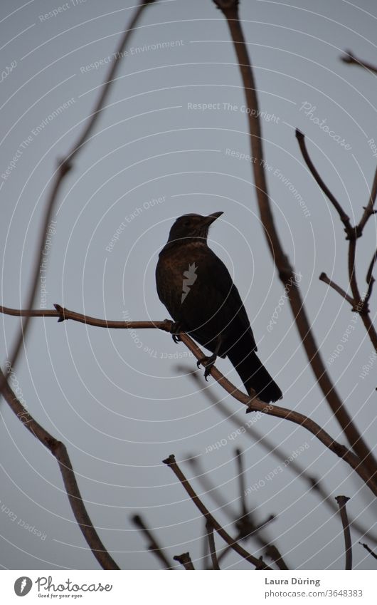 Porträt von einem Amsel Weibchen auf einem Zweig Drossel Vogel Tier braun Zweige u. Äste Außenaufnahme Natur Stimmung Stimmungsbild stimmungsvoll Umwelt