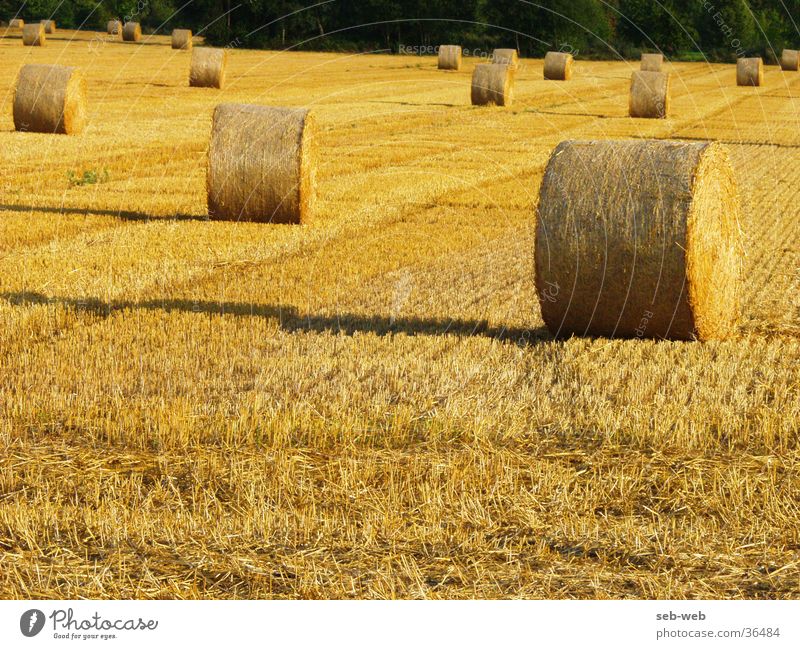 straw Stroh Feld Strohballen