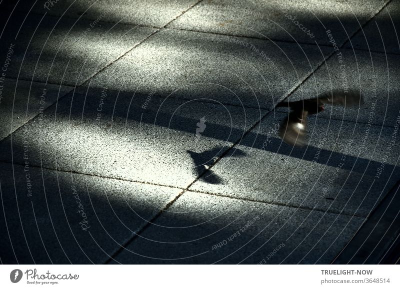 Wisch - - - und weg! Ein schnell wegfliegender Spatz zwischen Sonnenlicht und Schatten auf großen, grauen Platten Sperling huschen davon Licht Steinplatten