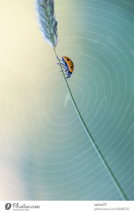 Abwärtstrend Natur Marienkäfer abwärts nach unten krabbeln Stengel Grashalm Käfer Pflanze Glück Farbfoto Hintergrund neutral Freisteller Nahaufnahme Insekt grün