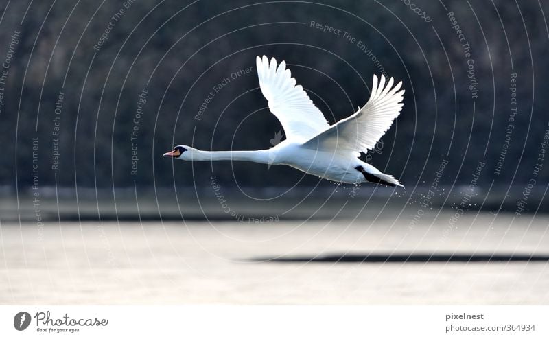 Schwan im Flug Natur Winter Seeufer Tier Wildtier Vogel 1 fliegen ästhetisch frei schön Stolz Bewegung Freiheit Höckerschwan Flugzeugstart Flügel fliegend