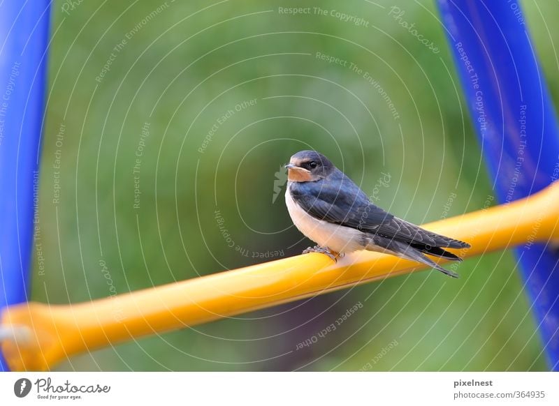 Junge Schwalbe Tier Wildtier Vogel 1 Tierjunges sitzen frei blau gelb grün Frühlingsgefühle elegant Freiheit Leichtigkeit Schwalben Singvögel Zugvogel einzeln