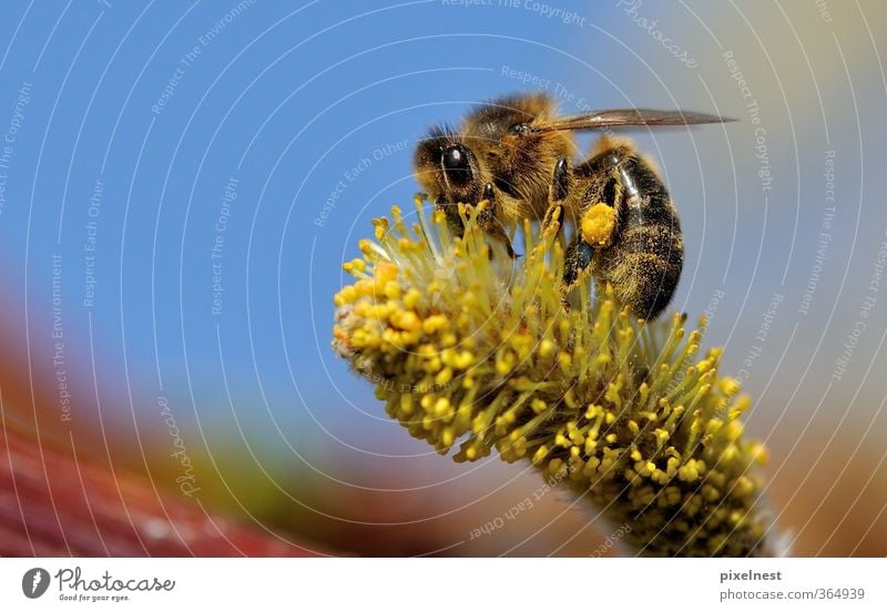 Fleißige Biene Natur Pflanze Tier Frühling Schönes Wetter Blüte Wildtier 1 Arbeit & Erwerbstätigkeit Blühend Duft natürlich Wärme Frühlingsgefühle fleißig