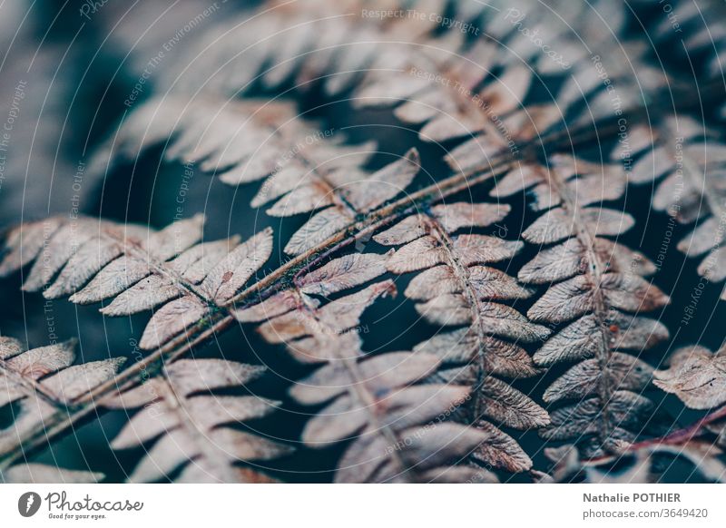 Farn Wurmfarn Farnblatt Natur Pflanze Farbfoto Botanik Detailaufnahme Außenaufnahme Grünpflanze Umwelt Details detailliert Nahaufnahme natürlich Blatt