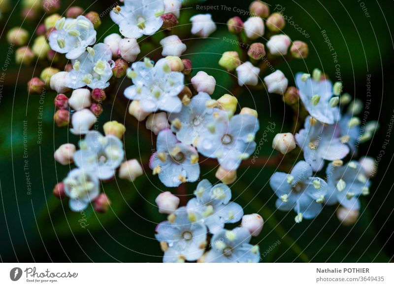 Blühender Strauch Zierstrauch Farbfoto Garten Pflanze Blume Außenaufnahme Nahaufnahme Natur Blütenblätter Blütenstempel frisch Frische Frühling Detailaufnahme