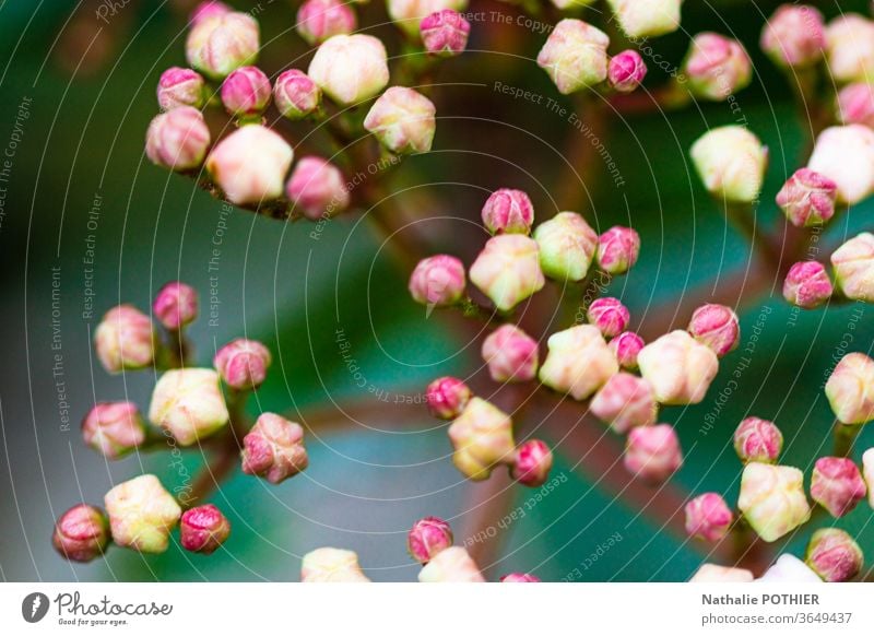 Blumen bereit zum Blühen Blumen und Pflanzen Knospen Natur Garten Farbfoto Außenaufnahme Blüte Blühend Gartenblumen Frühling Frühlingsblume Blütenpflanze