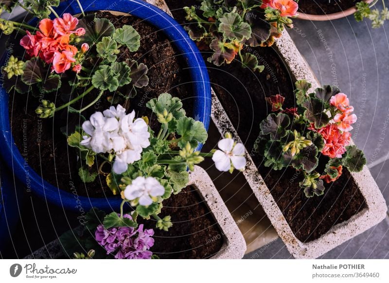 Pflanzgefässe mit Geranien Pflanzgefäße Storchschnabel Blumen floo Blumentopf Blütenpflanze Frühlingsblume Pflanze Farbfoto Frühblüher Garten Außenaufnahme