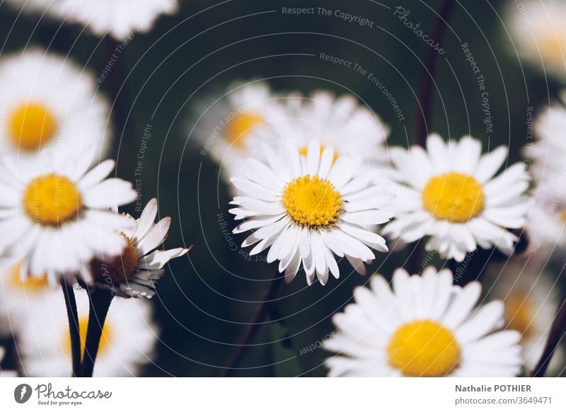 Gänseblümchen auf den Wiesen Margeriten Land gelb weiß Blumen Natur Sommer Pflanze grün Garten Blühend Frühling Blumenwiese Gras Außenaufnahme Umwelt Feld