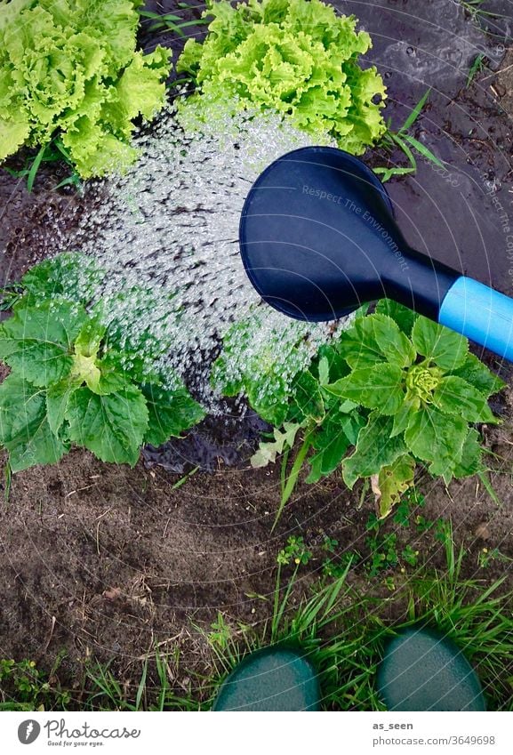 Gartenarbeit im Schrebergarten Gießkanne gießen Salat Salatkopf Gartenschuhe Clogs frisch Sommer Ernte Erde Ökologisch Ernährung vegetarisch nachhaltig Gemüse