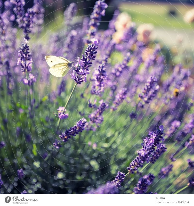 Ein Hauch von Sommer Lavendel Zitronenfalter Schmetterling Blüten Garten violett gelb Außenaufnahme Duft Lavendelduft natürlich Unschärfe sommerlich Lila