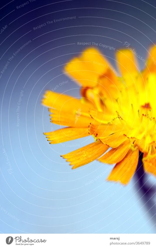 Die eigenwilligen Blütenblattspitzen einer halben Blüte des Orange-roten Habichtskrauts orangefarben Orangerotes Habichtskraut Blume Blühend Pflanze leuchten